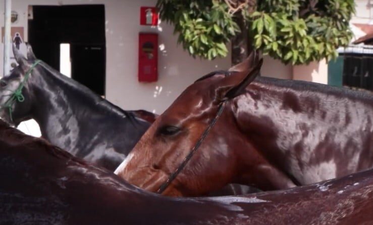 Bem-estar animal é destaque na 42ª Exposição Nacional do Mangalarga Marchador