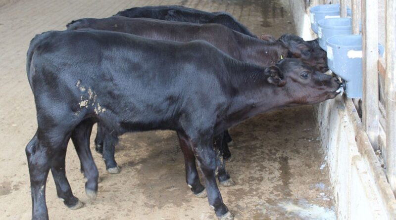 Angus tropical inaugura era da pecuária de melhoramento de precisão no Brasil