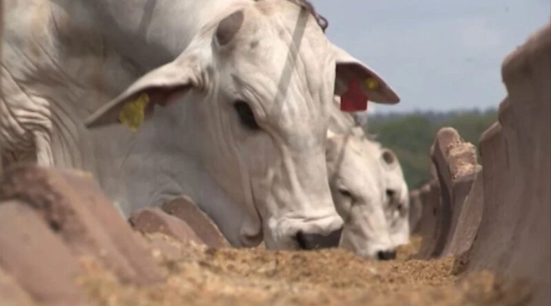 Malásia autoriza importação de colágeno bovino do Brasil