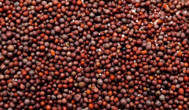 sementes de canola Brasil África do Sul