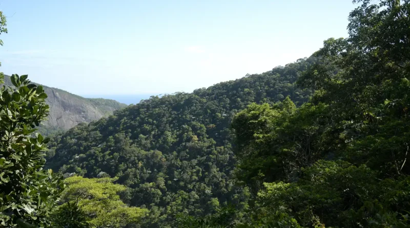 COP 30 no Brasil: o papel do agro na sustentabilidade climática