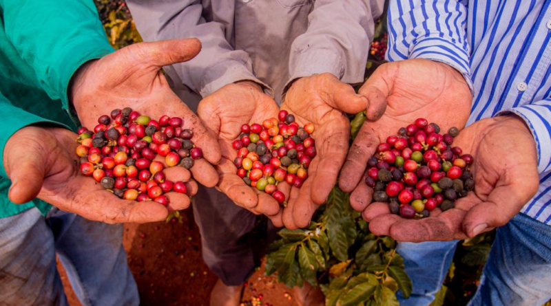 Cafeicultores mostrando com as palmas das mãos o fruto do café
