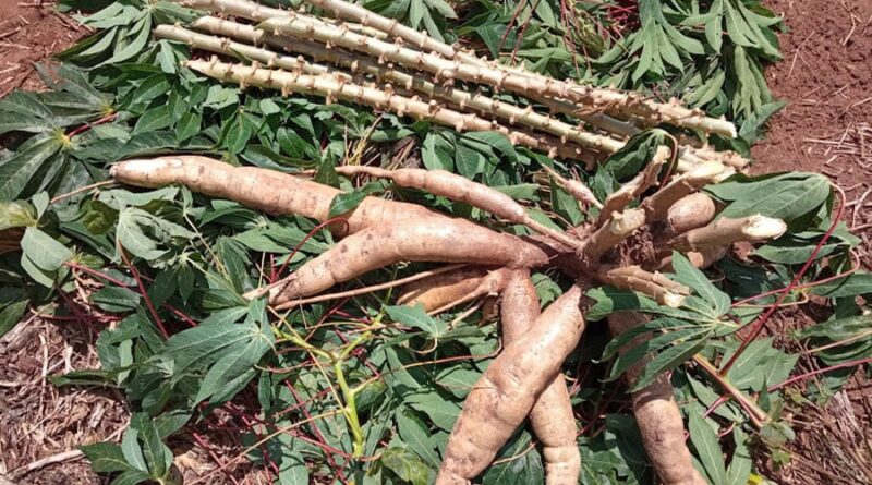 Cultivares de mandioca