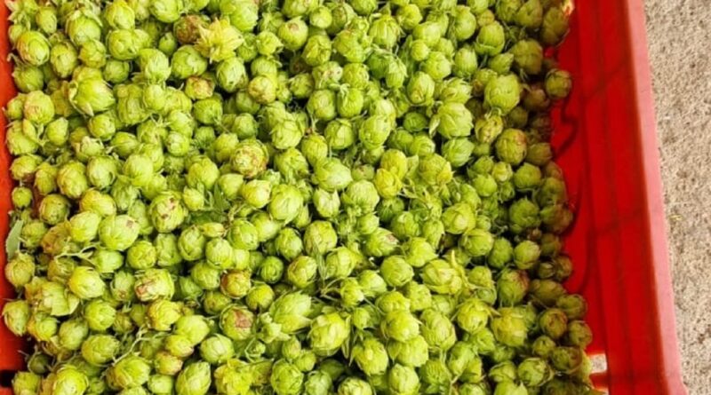 Com apoio técnico, produtor alagoano aposta no cultivo de lúpulo