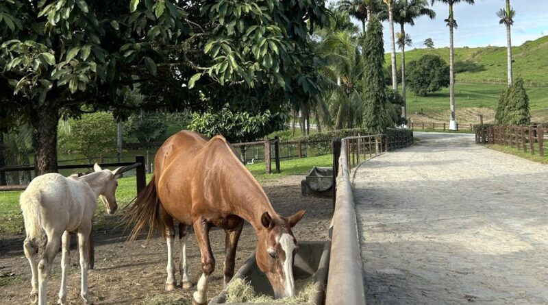 No frio, ração 'mash' ajuda na hidratação de equinos