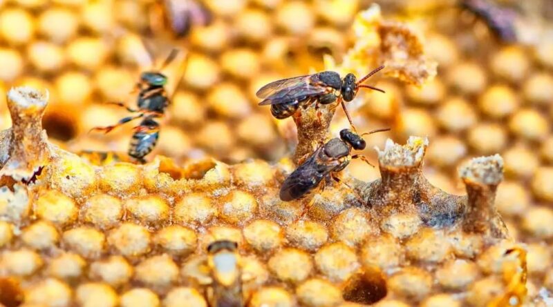 Criação de abelhas sem ferrão gera renda sustentável para famílias no Amazonas