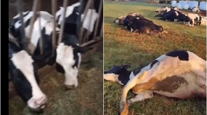 Vacas mortas eletrocutadas Paraná