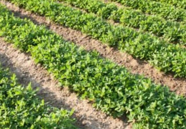 Deputados aprovam R$ 30 bi do pré-sal para sanar prejuízos climáticos