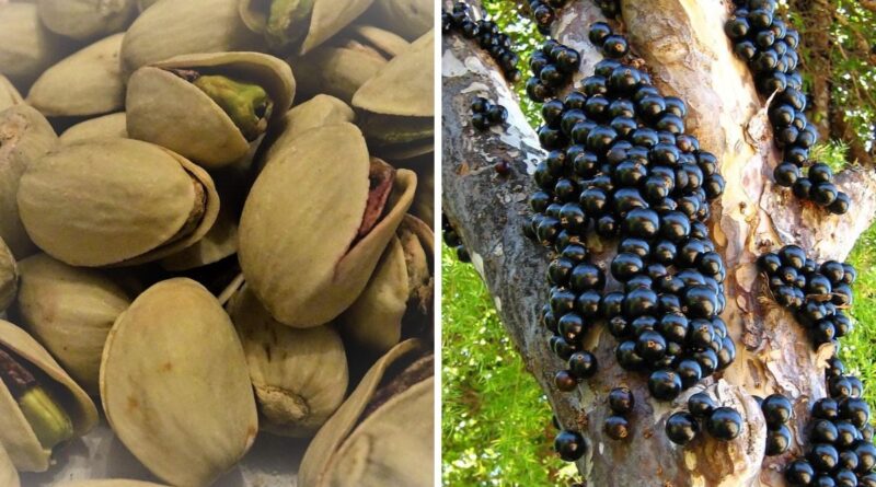 como o marketing pode transformar o Brasil rural em potência global de alimentos nativos