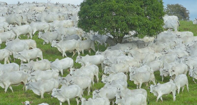 Do manejo à genética: práticas que tornam a pecuária mais sustentável