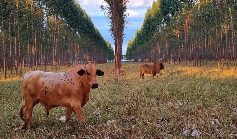 Embrapa disponibiliza ferramenta que auxilia a gestão de Integração Lavoura-Pecuária-Floresta