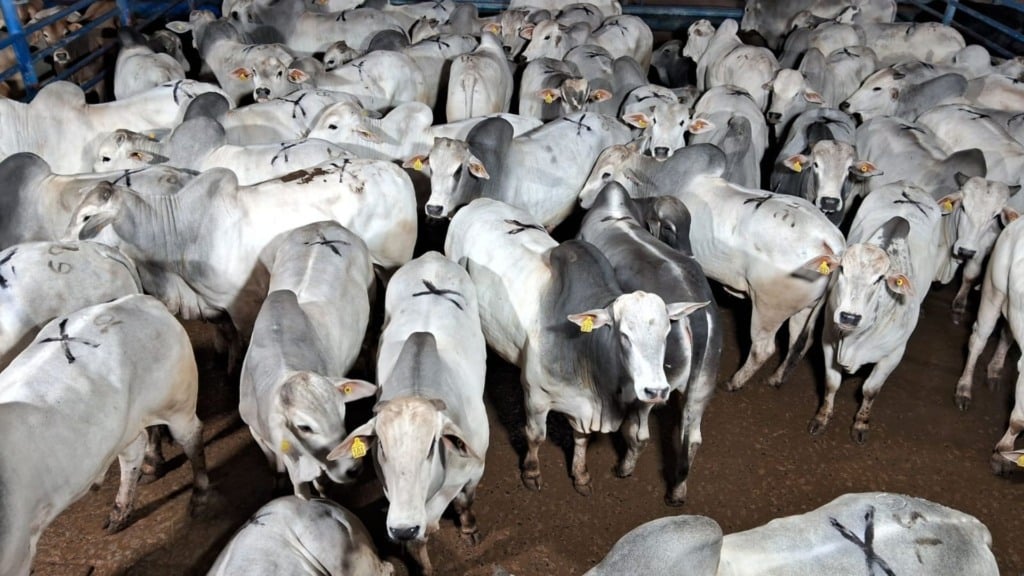 A iniciativa tem como foco o uso de aditivos nutricionais que ajudam a melhorar o desempenho do rebanho. Foto: Divulgação/Friboi Lins (SP)