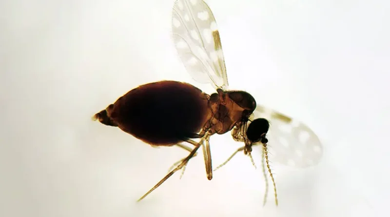 Febre oropouche já não se limita à Amazônia e avança pelo Brasil