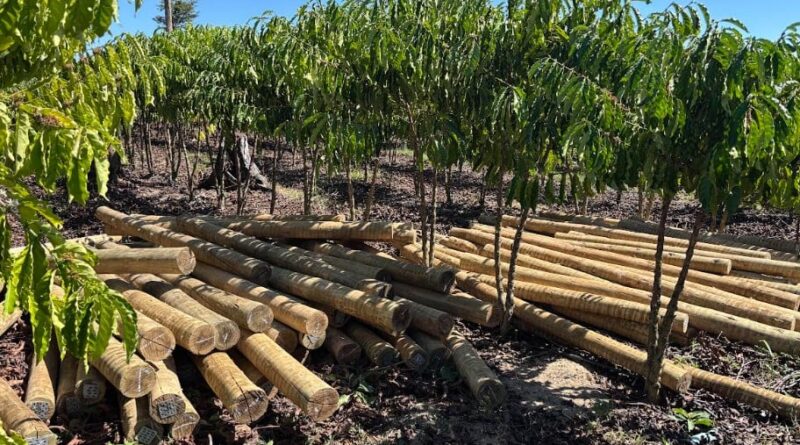 Fundo JBS pela Amazônia lança projeto que pode aumentar em 60% a renda de comunidades rurais