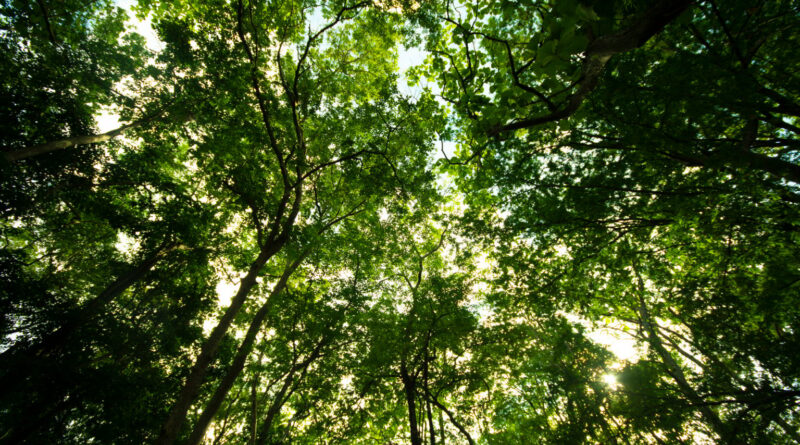 Microrganismos ajudam no reflorestamento e enfrentam crise climática