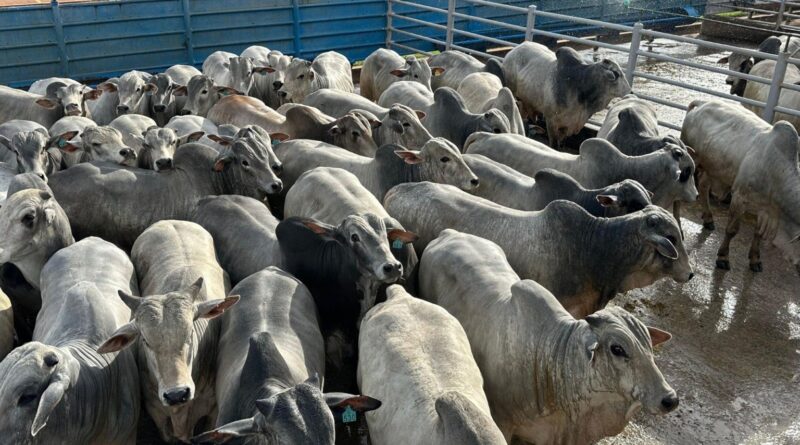 Nelore precoce surpreende em MS com quase 22 arrobas no pasto