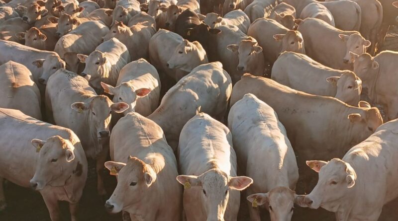 Angus e charolês garantem bonificação máxima em MS com novilhas de alto padrão