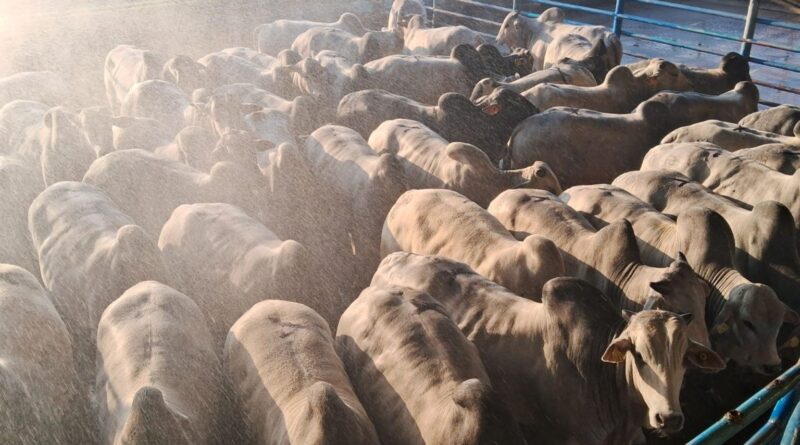 Estudo testa estratégia para pecuária de baixo carbono em confinamento de SP