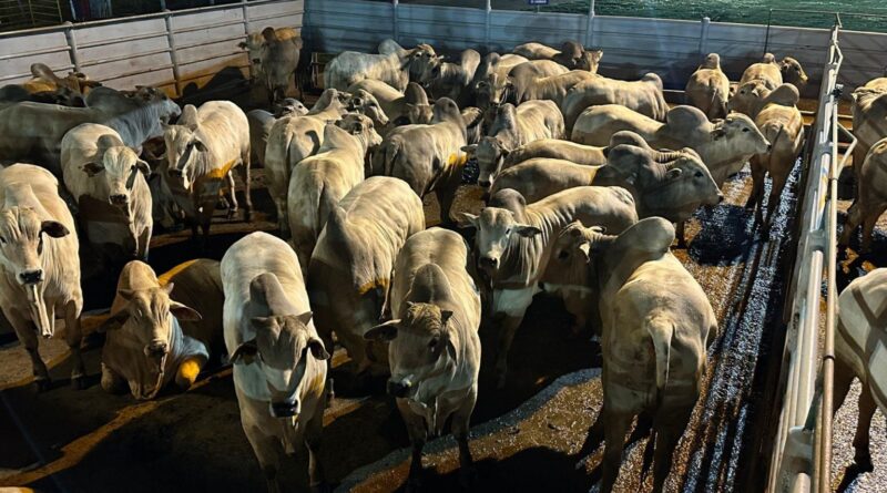 Nelore zero dentes com 24,5 arrobas impressiona em etapa do Circuito de Qualidade