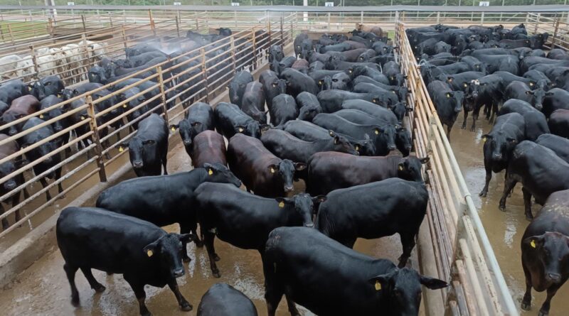 Novilhada angus surpreende em Rondônia com carcaças de 19@ e alta padronização