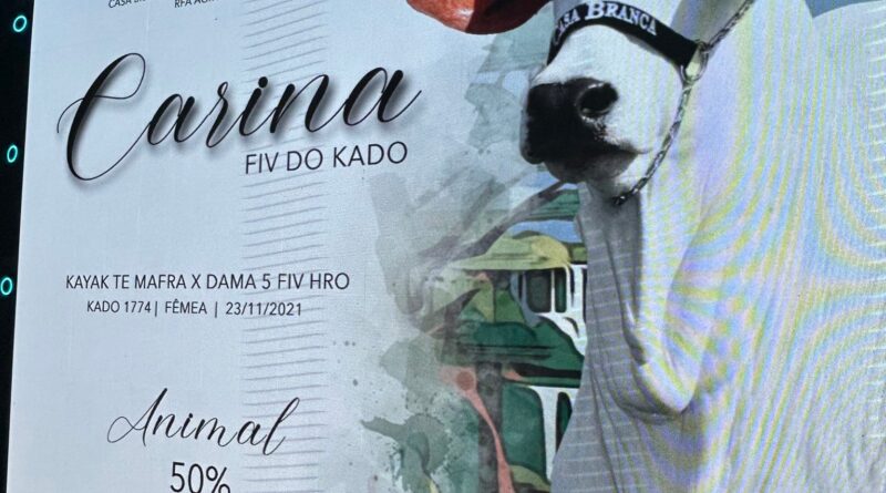 Vale a pena comprar uma parte do gado? A estratégia por trás das frações