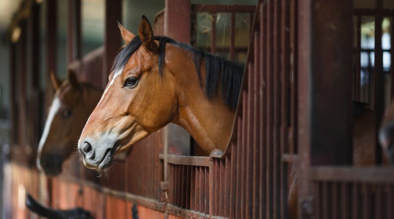 Mapa confirma 222 mortes de cavalos por ração contaminada e amplia investigações