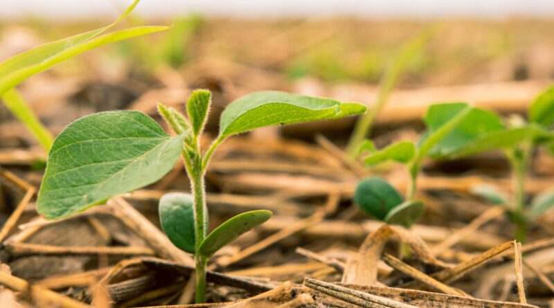 Comunicar o agro com propósito, inovação e sustentabilidade