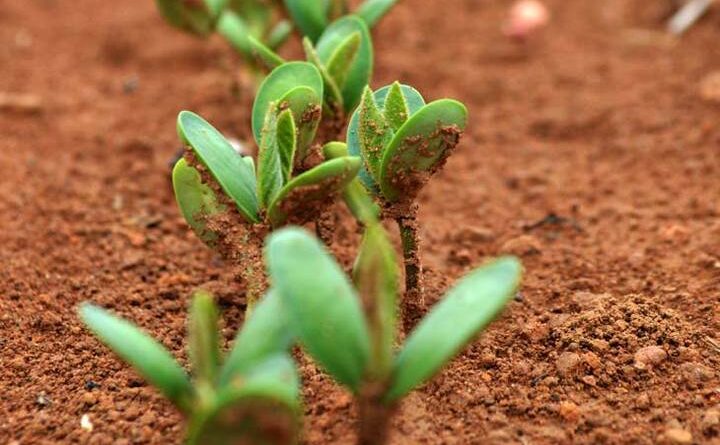 Soja planta plantio semente vazio sanitário