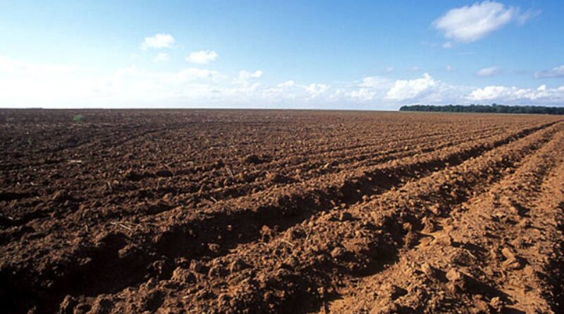 Inverno rigoroso nas lavouras de soja do RS: saiba como está o vazio sanitário na região