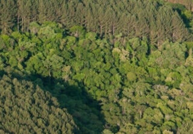 Licenciamento ambiental: novo marco quer equilibrar proteção e desenvolvimento no agro