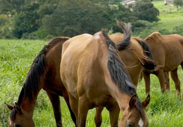 Mapa contabiliza 245 mortes de cavalos causadas por ração contaminada