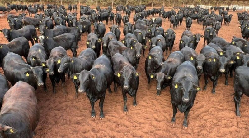 Confinamento próprio ou boitel? Tamanho do rebanho é chave para decisão certa