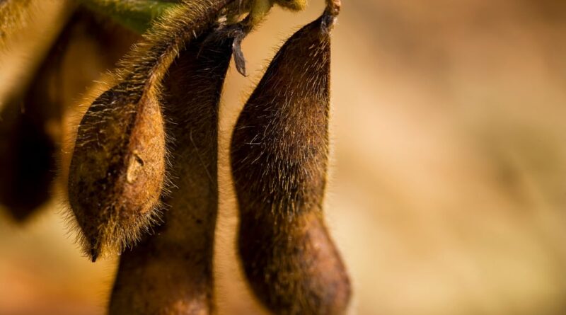 Mercado global de seguros agrícolas deve atingir US$ 61 bilhões até 2030