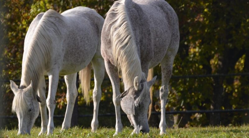 Morte de equinos por ração: Mapa confirma 238 casos e amplia investigações