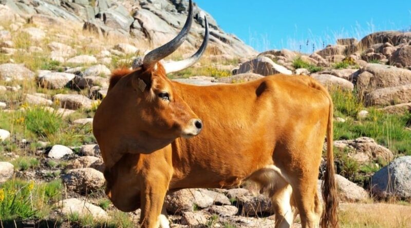 Barrosã o boi mais bonito do planeta e de carne premium