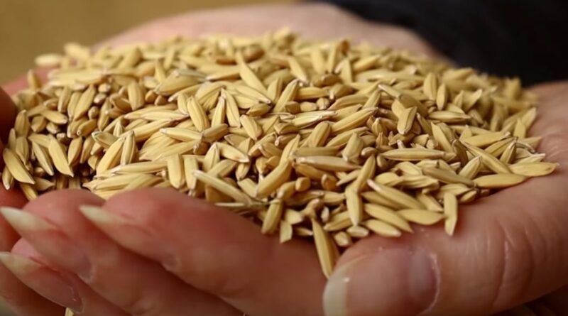 arroz - rio grande do sul