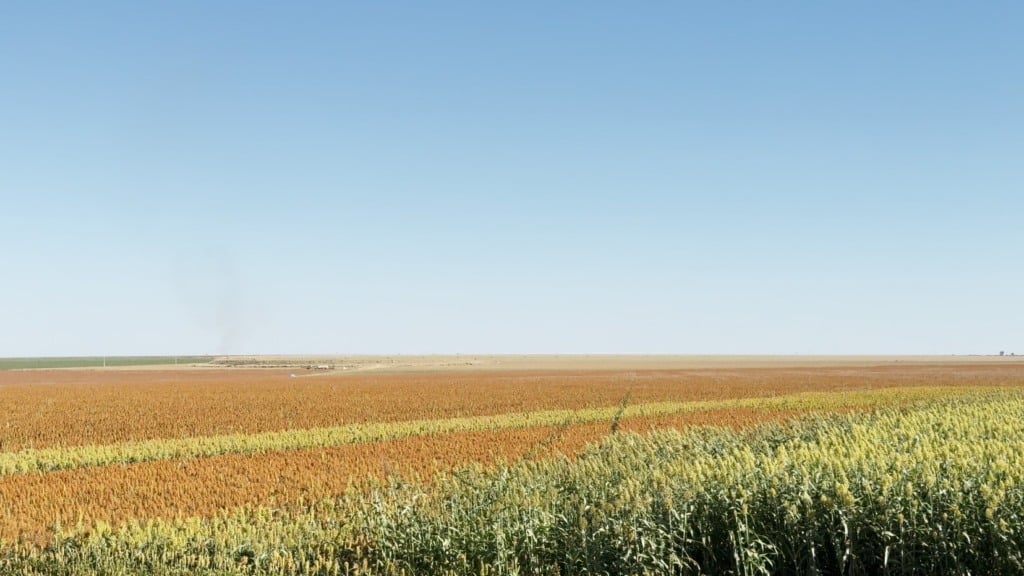 Plantação de sorgo no Oeste da Bahia