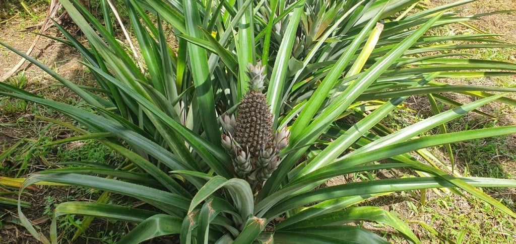 Foto de um abacaxi ainda no pé 