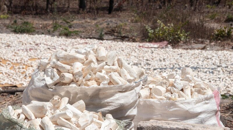 Produtores de mandioca poderão vender fécula e farinha para o governo federal