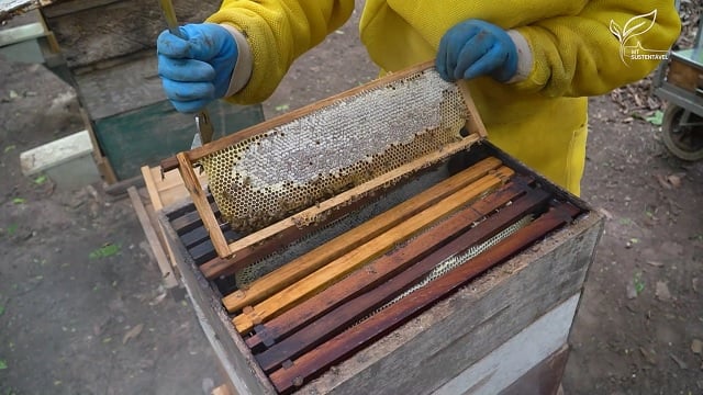 Produtores de mel convivem com abandono de abelhas e contêineres parados em portos