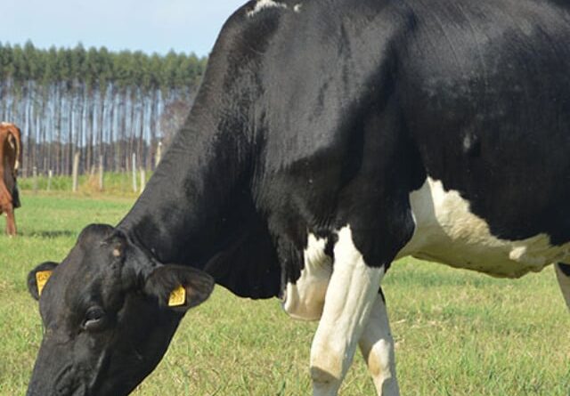 Produtores podem financiar melhoria genética para rebanho de leite