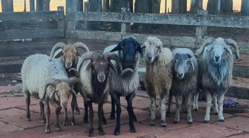 raça ovina milenar ganha espaço em cruzamentos no Brasil