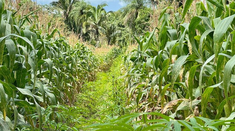 Roça Sustentável oferece soluções tecnológicas de baixo custo a produtores familiares no estado.