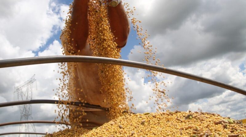 soja, produção, colheita