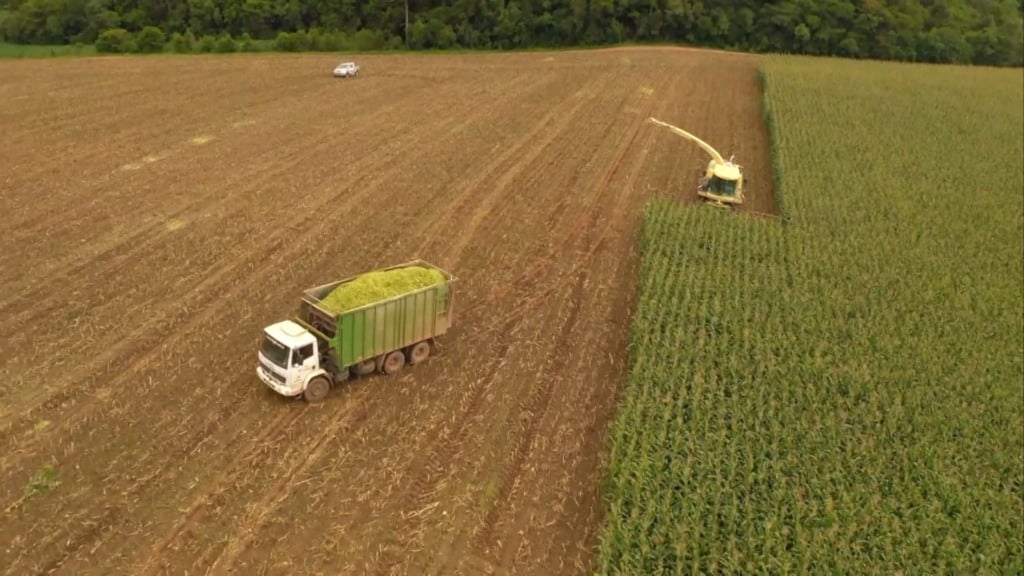 Processo de colheita para a preparação da silagem. Foto: Reprodução
