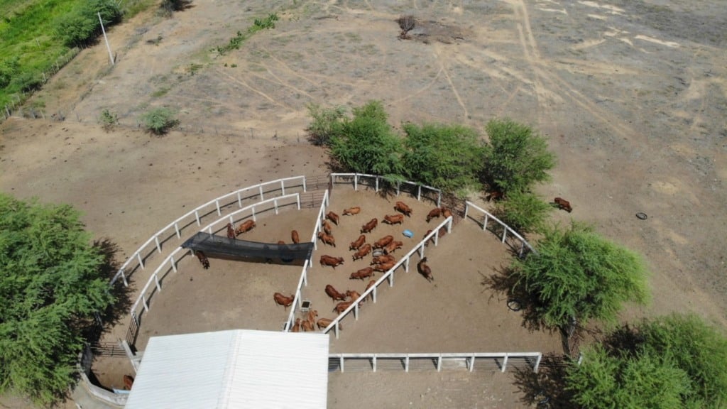 Bovinos da raça Sindi puros de origem (PO) da Embrapa reconhecidos pela ABCZ. Foto: Fernanda Birolo/Embrapa Semiárido