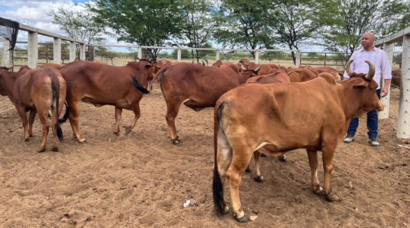 Sindi PO da Embrapa: genética rústica e resistente agora reconhecida pela ABCZ