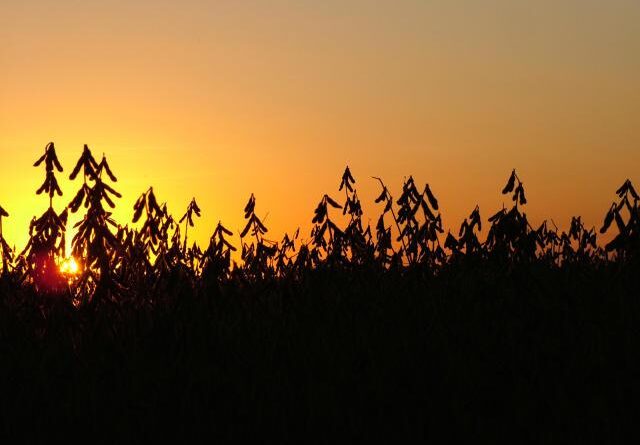 soja ao por do sol