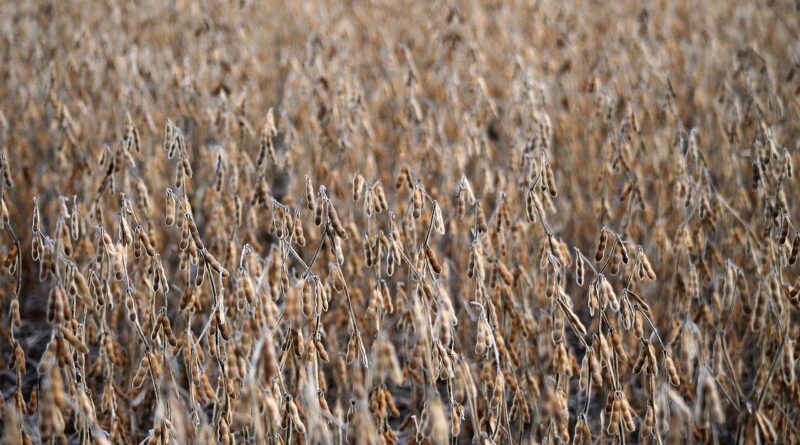 Tarifaço de Trump 'mexeu' com o mercado de soja?