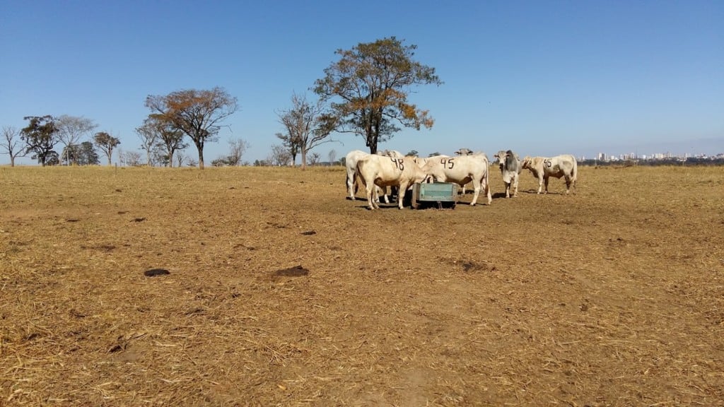 nova metodologia da Embrapa ajuda a medir capim no pasto